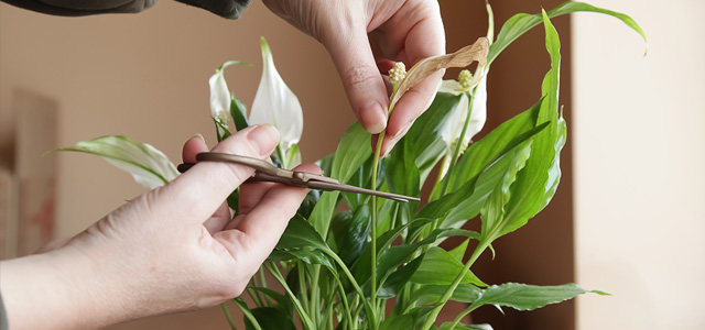 church planting trends